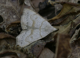 Stone-winged Owlet